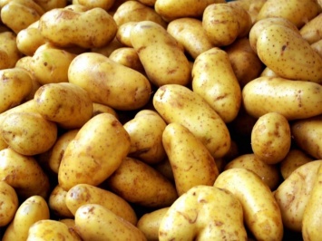 В Петербурге пресекли попытку ввоза санкционного шпика под видом картофеля