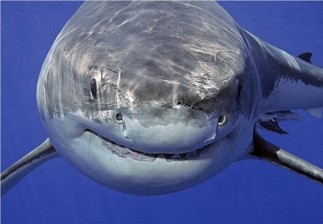 От больших белых акул скоро может остаться только фильм «Челюсти»