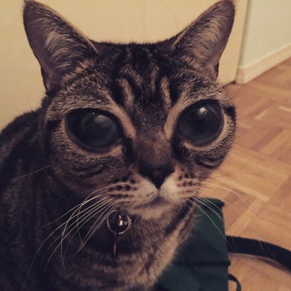 Instagram "взорвали" фото кошки-инопланетянина (ФОТО)