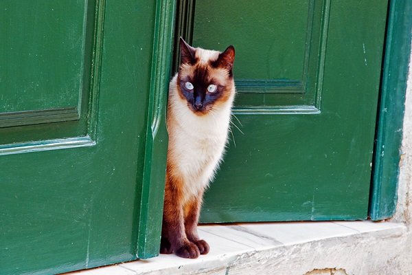 Умная кошка из Башкирии стала звездой Ютуба, научившись звонить в дверь (ВИДЕО)