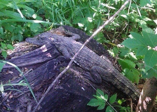 «Сбежавший» в Рязани крокодил может найти пищу, но погибнет с наступлением холодов