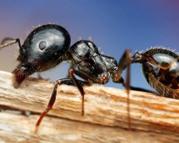 Ученые: После гибели динозавров муравьи занялись выращиванием грибов