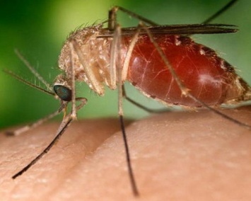 Ученые борются с комарами - переносчиками вируса Зика