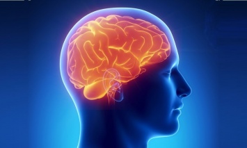 Ученые «увидели», как слова представлены в мозге