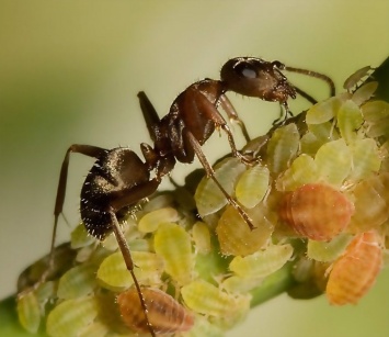 Ученые: После гибели динозавров муравьи занялись земледелием