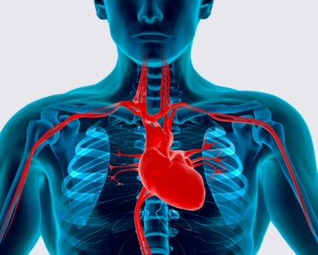 Ученые: Обезьяны могут исчезнуть из-за проблем с сердцем