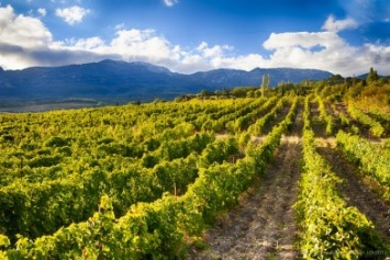 Французы планируют заняться производством вина в Крыму