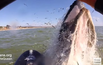 В Калифорнии серфингистка столкнулась с китом (Видео)