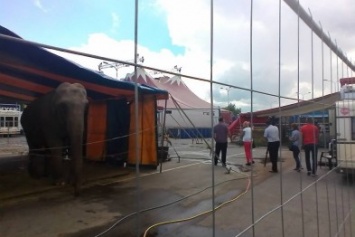 В Сумах экологическая инспекция проверяет приезжий цирк (ФОТО)