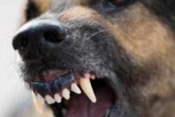 В Мариуполе бродячие псы истерзали пьяного бомжа