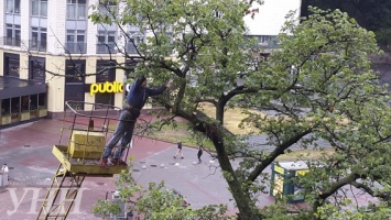 На Европейской площади коммунальщики устроили экстремальную "чистку" деревьев