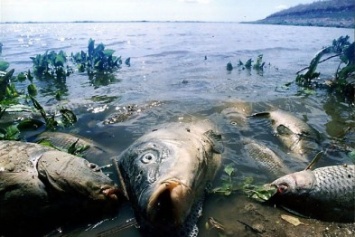 Почему в реке Бык умирает рыба?