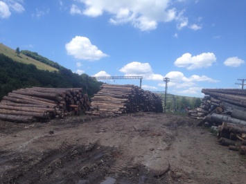 Во Львовской обл. чиновники разворовыванием леса нанесли государству 6,5 млн грн ущерба