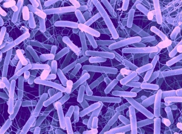 Кишечные бактерии эволюционируют вместе с людьми миллионы лет