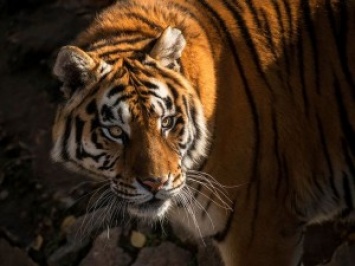 В сафари-парке Бадалин под Пекином тигры загрызли туристку
