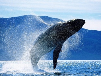 Захватывающее дух видео - громадный кит обращается к людям с мольбой о помощи
