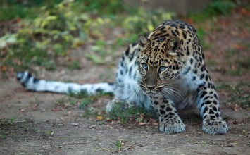 В Приморье неизвестный сбил на трассе дальневосточного леопарда, занесенного в Красную книгу