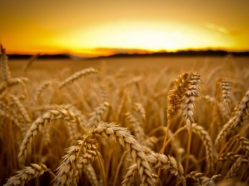 Почти 35 га пшеницы сгорело во Львовской области