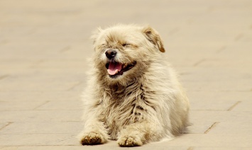 Исследование: собака счастлива, когда лежит у ног человека