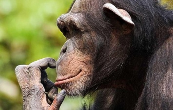 Ученые: ВИЧ может передаваться человеку от шимпанзе