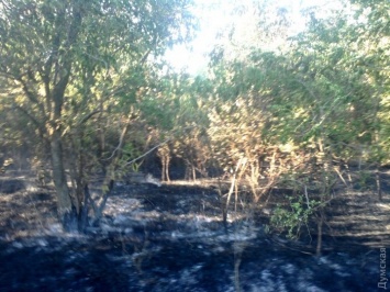 За сутки в Одесской области пожарные ликвидировали 37 возгораний травы и камыша