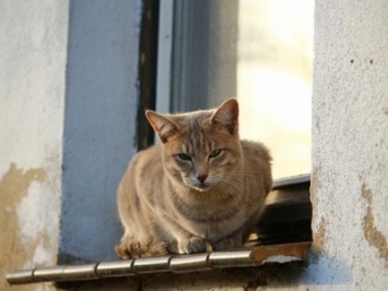 В Новокузнецке женщина разбилась насмерть из-за любви к кошкам