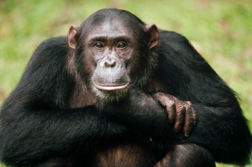 Ученые: ВИЧ способен передаваться от обезьяны к человеку и обратно
