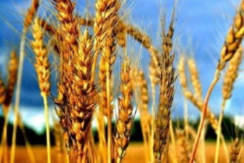В Олешковском районе завершили сбор ранних зерновых культур