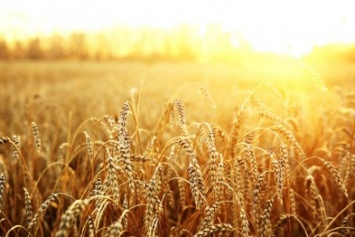 Григоренко: Уборочная зерновых идет с опережением графика