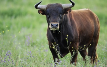 В Ленинградской области бык забодал хозяина до смерти