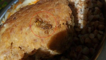 Бюрюков показал армейскую еду: в тарелках - черви и тараканы