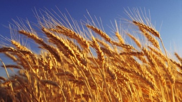 Украина может потеснить Россию на рынке зерна