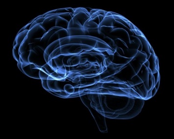 Ученые объяснили связь между размерами мозга и проблемами психики