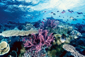Ученые нашли новый вид кораллов-одиночек