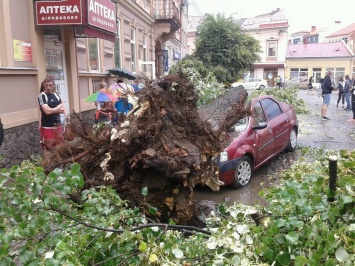 В Ужгороде ураган повалил деревья и повредил автомобили