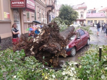 Поваленные ветром деревья в Ужгороде повредили транспортные средства, квартиру и городские коммуникации