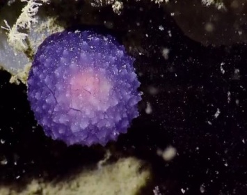 У Нормандских островов найден живой фиолетовый шар