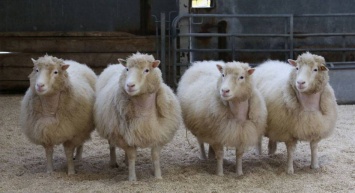 Смерть овечки Долли не была связана с проблемами клонирования