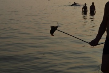 Морских скатов уже запросто ловят отдыхающие под Одессой (ФОТО)