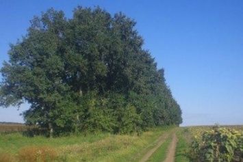 У Кабмина и Верховной рады Черниговская область требует спасти лесополосы