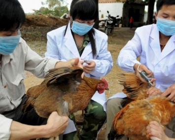 Ученые: Дикие птицы научились отвергать вирус птичьего гриппа