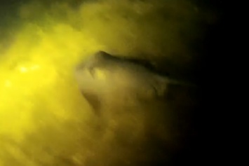 Одесский дайвер во время ночной охоты снял ската-хвостокола (ВИДЕО)
