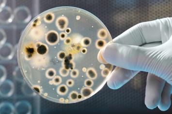 Некоторые бактерии жили в кишечнике человека еще до того, как он стал человеком