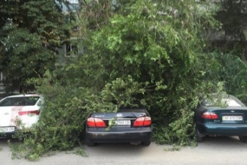 В Запорожье дерево упало на припаркованные у дома автомобили, - ФОТО
