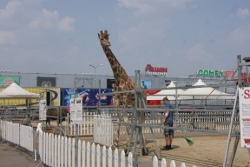 В Одессе по парковке торгового центра бродит настоящий жираф (ФОТОРЕПОРТАЖ)