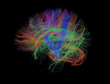 Ученые продолжают открывать тайны головного мозга человека