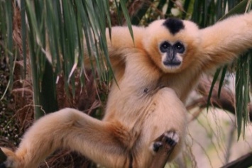 В зоопарке «Ялты-Интурист» Анастасия Волочкова интересовалась у обезьян, могут ли они делать шпагат