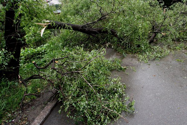 Упавшее дерево на севере Москвы остановило движение трех трамвайных маршрутов