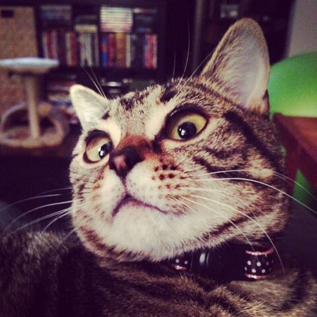 Матильда - инопланетная кошка с невероятно гигантскими глазами, покорила Интернет (ФОТО)