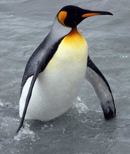 Сбежавший пингвин из Тбилисского зоопарка доплыл до Азербайджана